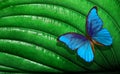 Ecological concept. Pure nature concept. Bright colorful blue morpho butterfly on a green leaf in water drops. Tropical nature. Co Royalty Free Stock Photo