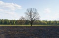 Scorched grass on the field. In the background is a tree and a forest. Royalty Free Stock Photo