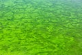 Swampy green dirty lake. Green algae pollution on a water surface. Royalty Free Stock Photo