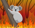 Ecological disaster in Australia. Fires in the habitats of koalas