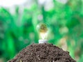 Ecological environment concept light bulbs on the ground and planting Royalty Free Stock Photo