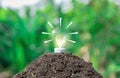 Ecological environment concept light bulbs on the ground and planting Royalty Free Stock Photo