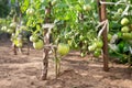 Ecological farm. Green tomatoes grown on open ground