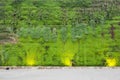 Ecological green wall Royalty Free Stock Photo