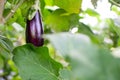 Ecological little eggplant hanging from plant. Aubergine, or brinjal, is a plant species in the nightshade family Solanaceae.