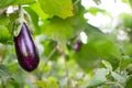 Ecological little eggplant hanging from plant. Aubergine, or brinjal, is a plant species in the nightshade family Solanaceae.