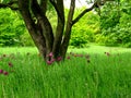 Ecological meadow Royalty Free Stock Photo