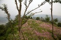 Ecological meadow Royalty Free Stock Photo