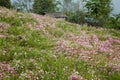 Ecological meadow Royalty Free Stock Photo