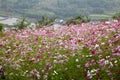 Ecological meadow