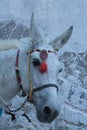 Ecological means of transport, donkey