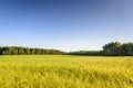 Ecological oat field in Poland Royalty Free Stock Photo