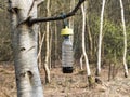 Ecological olive fly trap, plastic bottle with bait for insects hanging on tree branch in forest