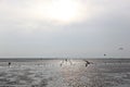 It is a tidal flat on the west coast of korea Royalty Free Stock Photo