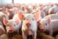 Ecological pigs and piglets at the domestic farm. Generative AI Royalty Free Stock Photo