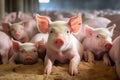 Ecological pigs and piglets at the domestic farm. Generative AI Royalty Free Stock Photo