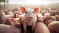 Ecological pigs and piglets at the domestic farm, AI Generative Royalty Free Stock Photo