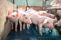 Ecological pigs and piglets at the domestic farm