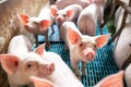 Ecological pigs and piglets at the domestic farm Royalty Free Stock Photo