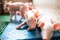 Ecological pigs and piglets at the domestic farm