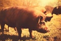 Ecological pigs and piglets at the domestic farm, Pigs at factory. Neural network AI generated