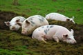 Ecological pigs and piglets at the domestic farm, Pigs at factory. Neural network AI generated