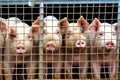 Ecological pigs and piglets at the domestic farm, Pigs at factory. Neural network AI generated