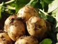 Ecological potatoes Royalty Free Stock Photo