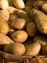 Ecological potatoes Royalty Free Stock Photo
