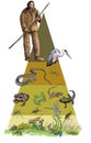 Ecological pyramid, amphibians and reptils Royalty Free Stock Photo