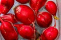 Ecological radishes red radishes - rabanitos of intense red color.