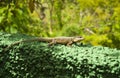 Ecological Sanctuary lizard Royalty Free Stock Photo