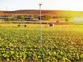 Ecological and sustainable planting of a sunflower field with irrigation and splinkler systems.