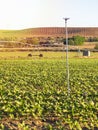 Ecological and sustainable planting of a sunflower field with irrigation and splinkler systems.