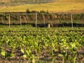 Ecological and sustainable planting of a sunflower field with irrigation and splinkler systems.