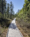 Ecological trail in the flat cedar forest of the Baikal taiga on sunny summer day