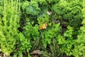 Ecological vegetable garden. Beets, kale, and celery. Royalty Free Stock Photo