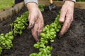 Ecologically clean plants. An old woman with her hands plants basil sprouts in a bed. Environmentally friendly product. Royalty Free Stock Photo