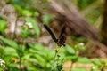 Colorful butterfly on salty grass