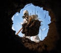 Ecologist digging pit by shovel and planting tree