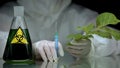Ecologist holding syringe and plant, flask with biohazard liquid on table, toxin Royalty Free Stock Photo