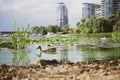 Ecology care concept. Ecology catastrophy in Kyiv, river Dnipro with green water with chemicals and plastic bottles with duck