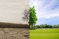 Ecology concept change tree forest drought and forest refreshing Royalty Free Stock Photo