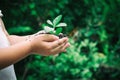 Ecology concept child hands holding plant a tree sapling with world environment day