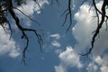 Ecology concept - dead branches of a tree against blue cloudy sky Royalty Free Stock Photo