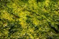 Dirty water in storm drains covered with blooming algae. Royalty Free Stock Photo