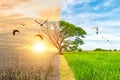 Ecology concept environment change tree forest drought and flying bird forest Royalty Free Stock Photo