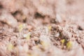 Ecology concept, growing sprout on dry soil Royalty Free Stock Photo