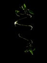 Ecology concept image with lucky bamboo stalk on black