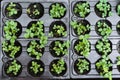 Ecology concept. The seedling are growing from the rich soil. Young plants in nursery plastic tray at vegetable farm. Close up top Royalty Free Stock Photo